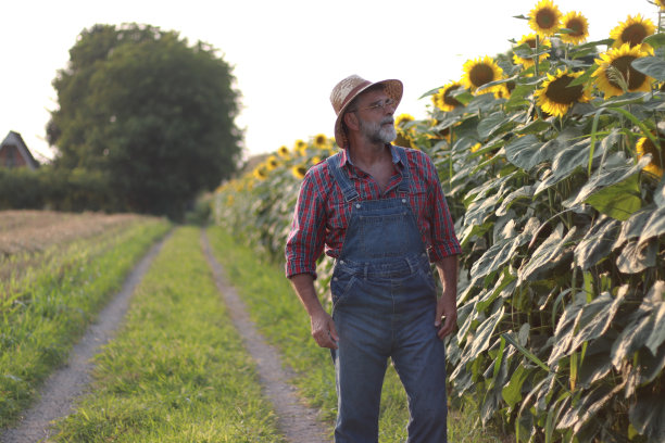 农民在向日葵地里图片下载