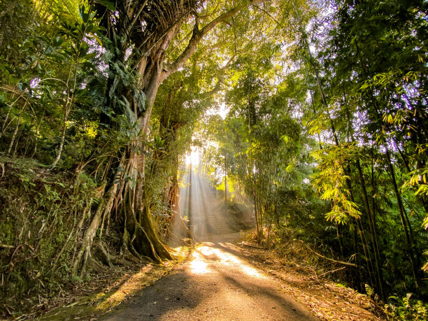 在森林中央的道路上，阳光透过一棵雄伟的绿树的叶子图片下载