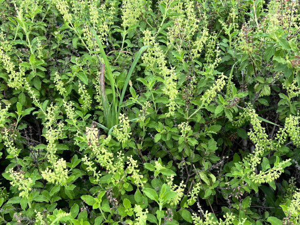 圣罗勒图片下载