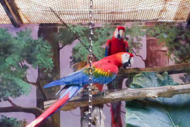 猩红金刚鹦鹉的选择性焦点栖息在他们的围场在下午。图片下载