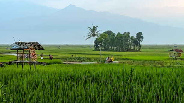 山水稻田以山中泰罗莫约乡村生活为背景图片下载