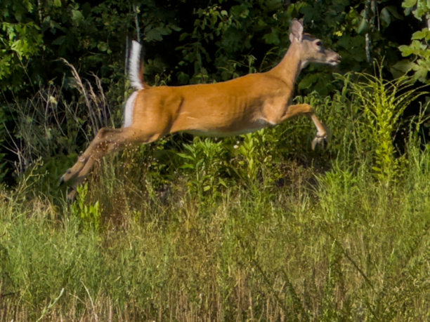 跳跃的鹿图片下载