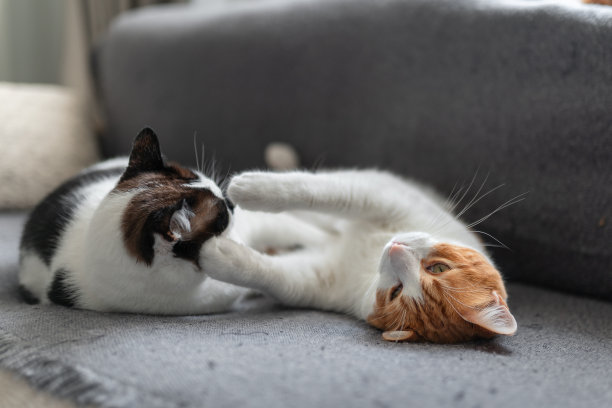 两只家白猫一起睡在灰色的沙发上。近距离图片下载