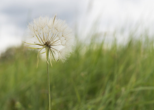 蒲公英在草地上，蓝天为背景图片下载