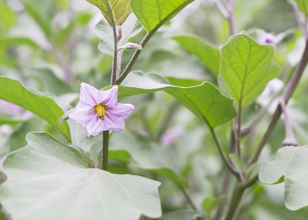 茄子开花了图片下载