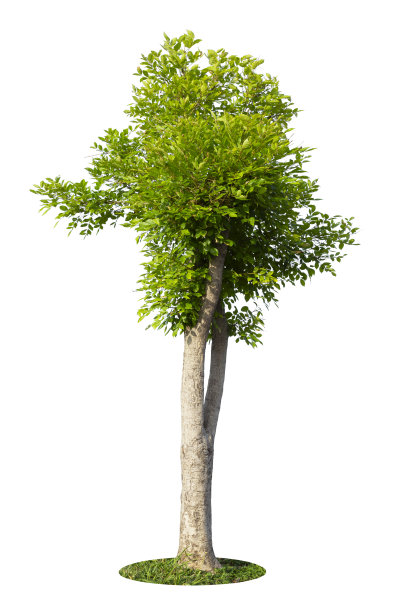 这棵树孤立在白色的背景上。孤立的热带乔木。图片下载
