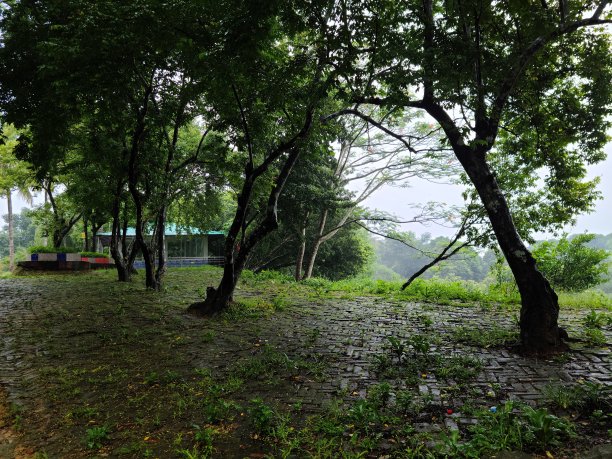 下雨天的树图片下载