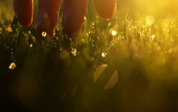 在春雨或浇水，阳光下，男子的手指触摸新鲜潮湿的绿草。农夫抚摸着割下的草坪。草地草坪上长满了密密麻麻的大露珠。地球日图片下载