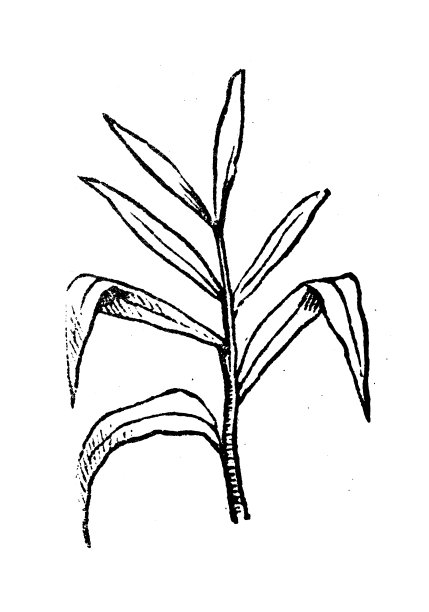古玩雕刻插画:姜图片下载