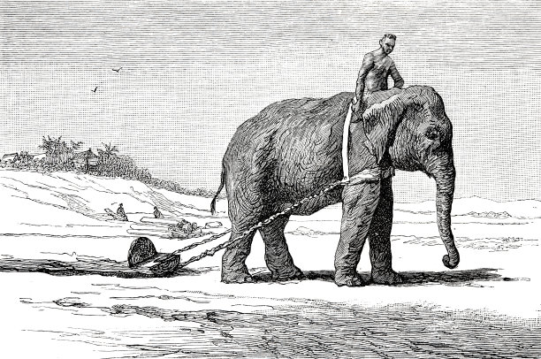 大象拖着沉重的鼻子图片下载