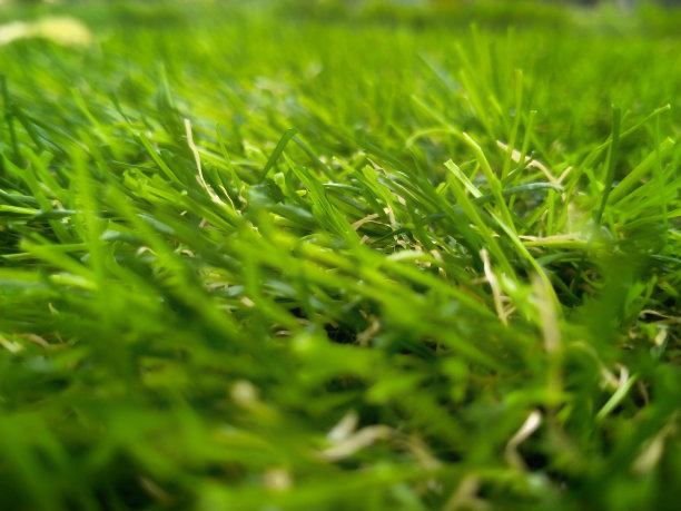人造绿草特写图片下载