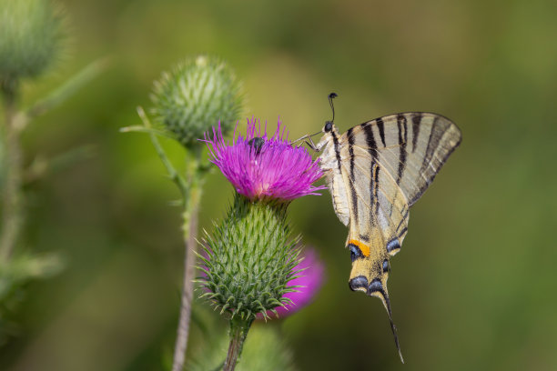 一只美丽的蝴蝶在花上。图片下载