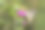 一只美丽的蝴蝶在花上。图片下载