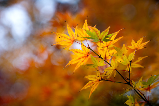 美丽的秋景。秋天五颜六色的树叶。枫叶飘落的季节。枫叶在秋天变黄、变橙、变红。图片下载