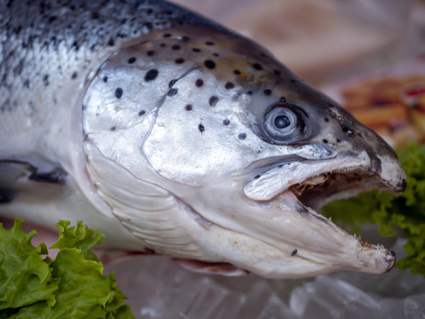 近距离拍摄新鲜的大马哈鱼头，大西洋鲑鱼图片下载