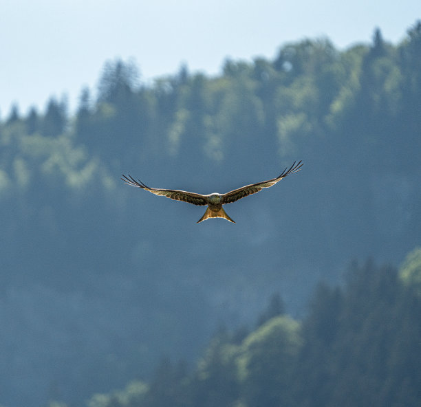 瑞士的红风筝猛禽图片下载