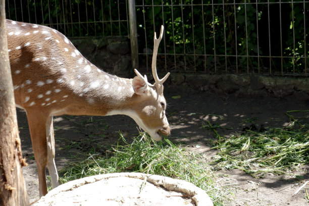 下午在圈地中的鹿的选择性焦点。图片下载