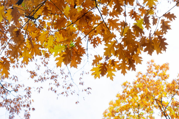 秋天的公园，落叶满天图片下载