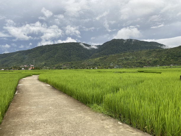 以山为背景的稻田风景肖像图片下载