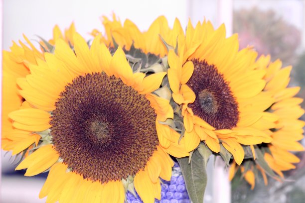 向日葵花束图片下载