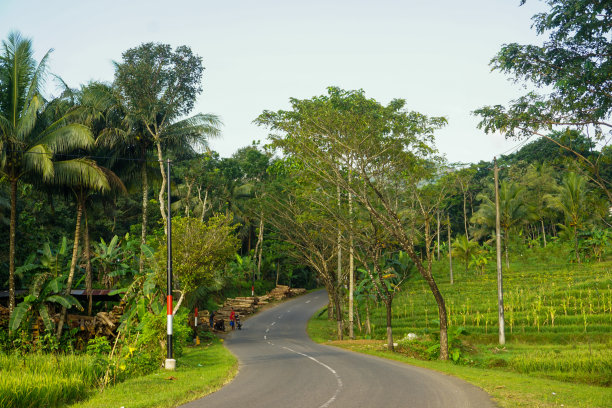 现代家庭花园构图的股票照片充满了许多美丽的植物。时尚的植物内饰。家庭园艺概念。图片下载