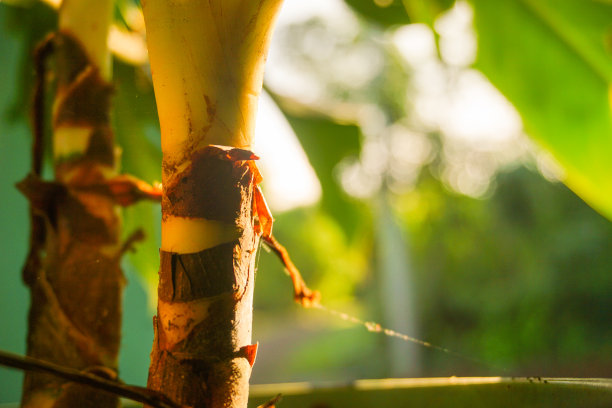现代家庭花园构图的股票照片充满了许多美丽的植物。时尚的植物内饰。家庭园艺概念。图片下载