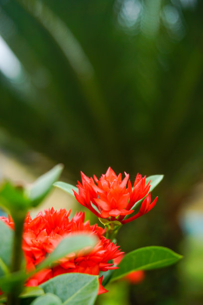 现代家庭花园构图的股票照片充满了许多美丽的植物。时尚的植物内饰。家庭园艺概念。图片下载