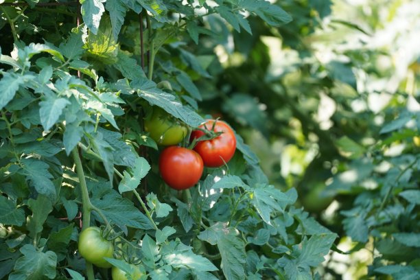 藤上的新鲜番茄图片下载