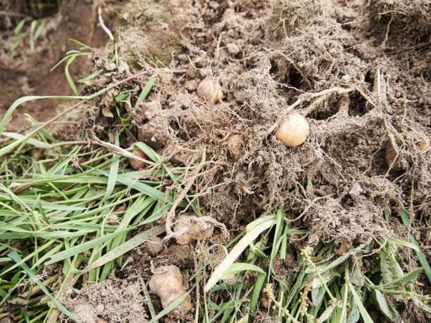 农村农业:马铃薯种植业的展望图片下载