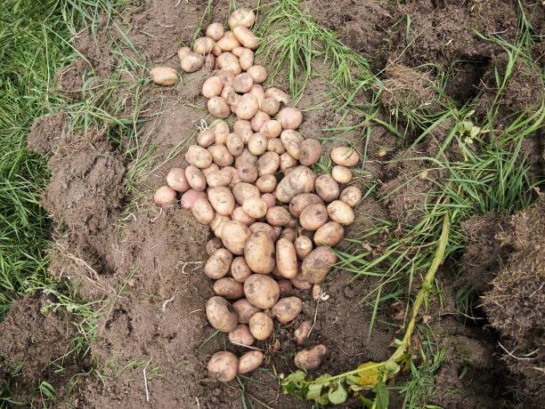 农村农业:马铃薯种植业的展望图片下载