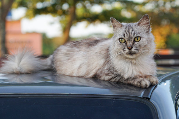 一只猫图片下载