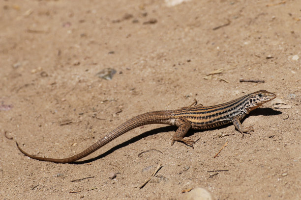 西部鞭尾蜥蜴在开阔的地方晒太阳。图片下载