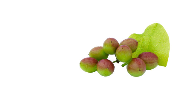 孟加拉醋栗，绿红浆果，白色背景上的叶子图片下载