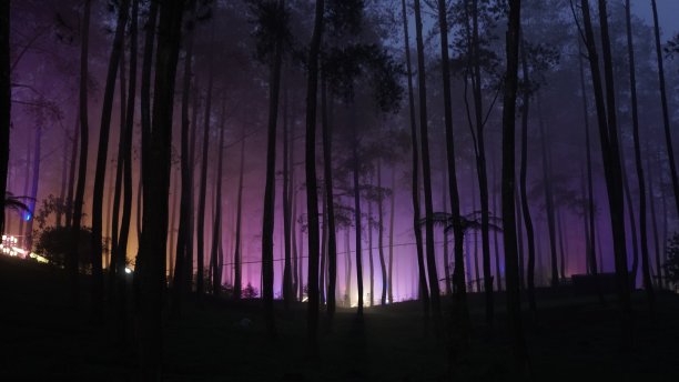 森林公园的夜晚图片下载