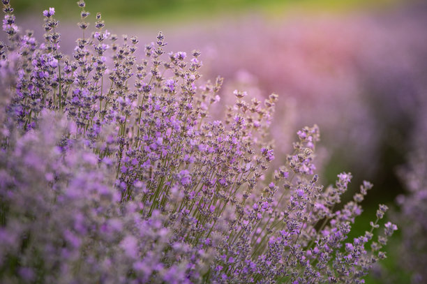 夏天的薰衣草田。图片下载