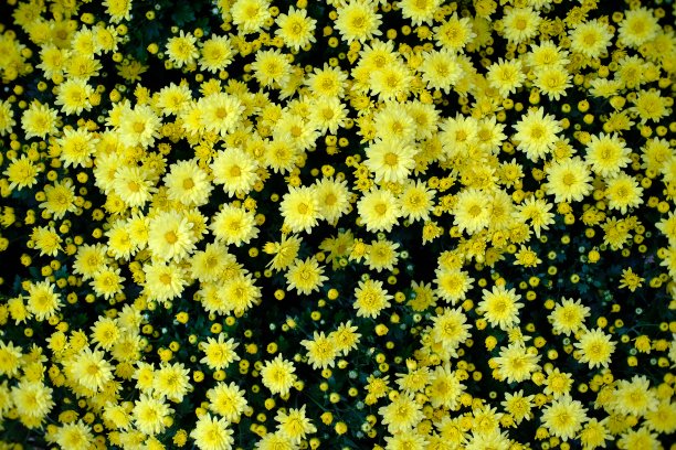 美丽的自然花朵为背景。图片下载