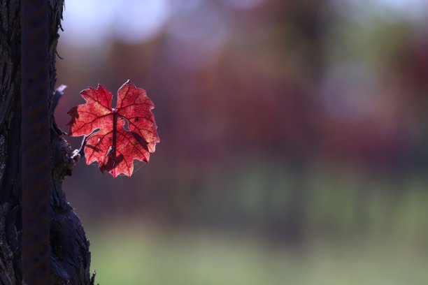 葡萄品种图片下载