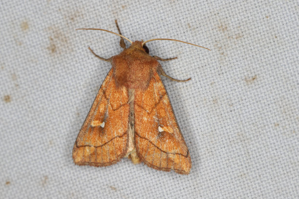 蛾子(Mythimna conigera)坐在窗帘上被光线吸引到屋里。图片下载