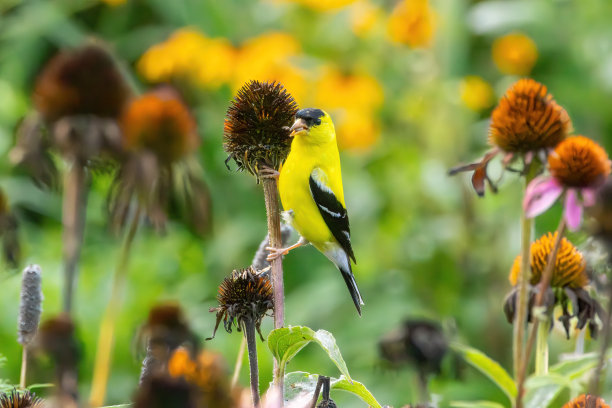 野生动物，徒步旅行和自然图片下载
