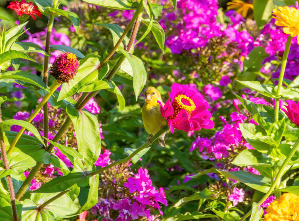 野生动物，徒步旅行和自然图片下载