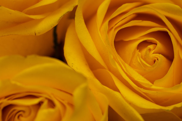 黄色美丽的玫瑰表面滴着露珠。玫瑰的背景。屏幕保护程序,明信片。图片下载