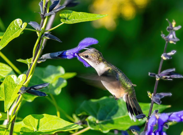 野生动物，徒步旅行和自然图片下载