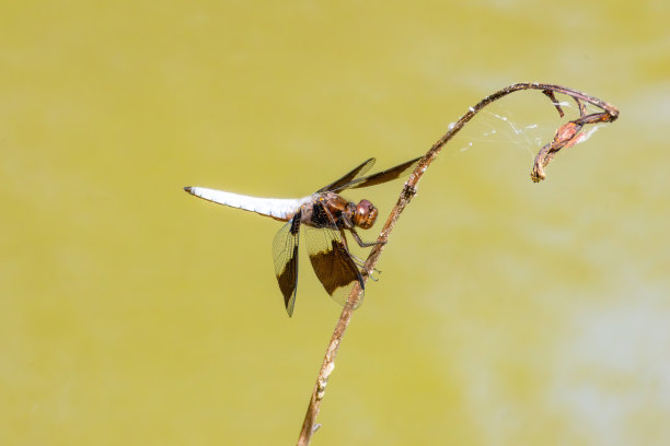 野生动物，徒步旅行和自然图片下载