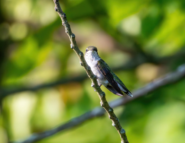 野生动物，徒步旅行和自然图片下载