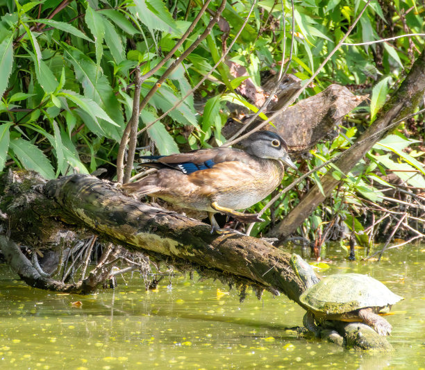 野生动物，徒步旅行和自然图片下载