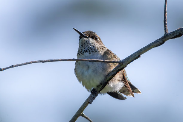 野生动物，徒步旅行和自然图片下载