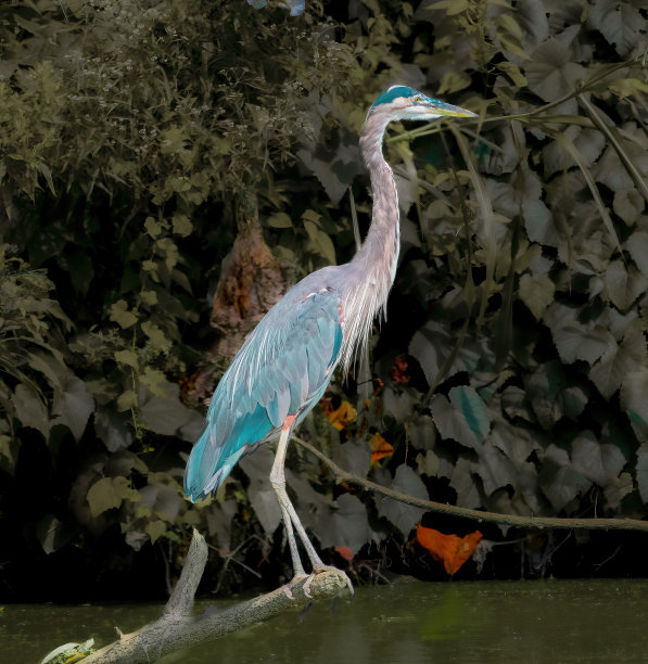 野生动物，徒步旅行和自然图片下载