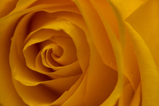 黄色美丽的玫瑰表面滴着露珠。玫瑰的背景。屏幕保护程序,明信片。图片下载