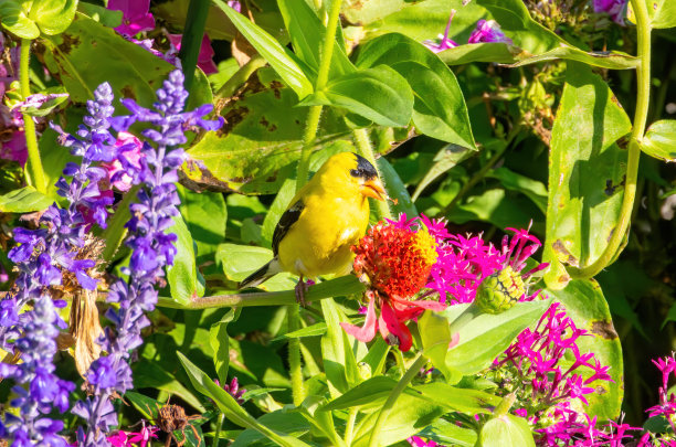 野生动物，徒步旅行和自然图片下载