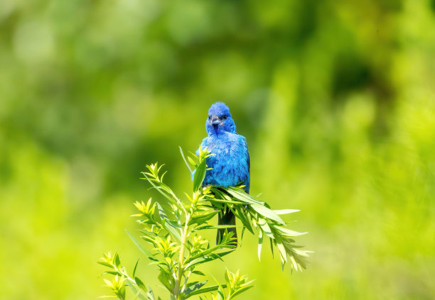 野生动物，徒步旅行和自然图片下载